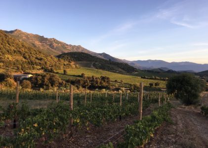 Domaine Antoine-Marie Arena