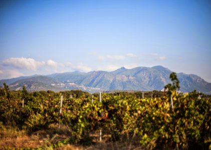 Domaine Vecchio